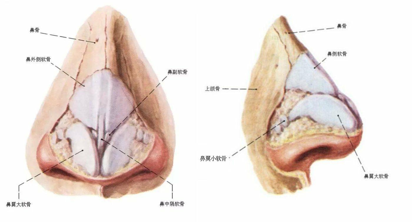 鼻中隔弯曲手术图解，过程、注意事项与恢复