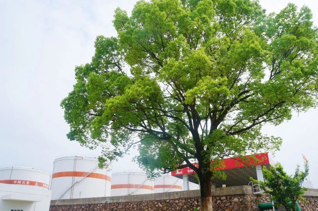揭秘2023年一码一肖100的神秘面纱