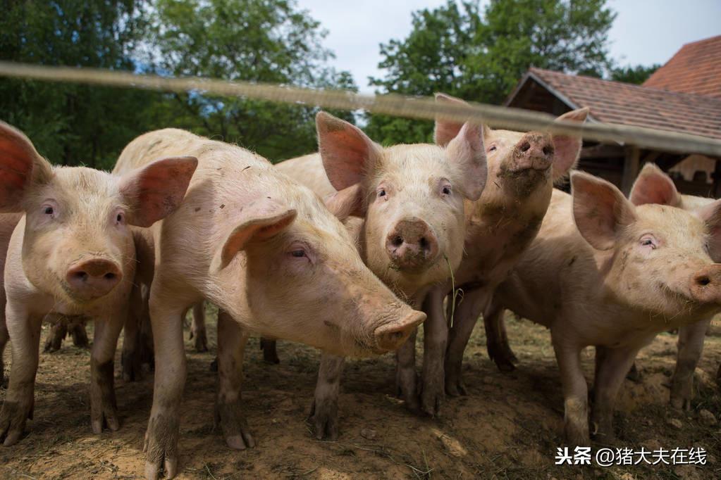 云南风采，探索11选五走势图的前行轨迹——基于过去百期的深度分析