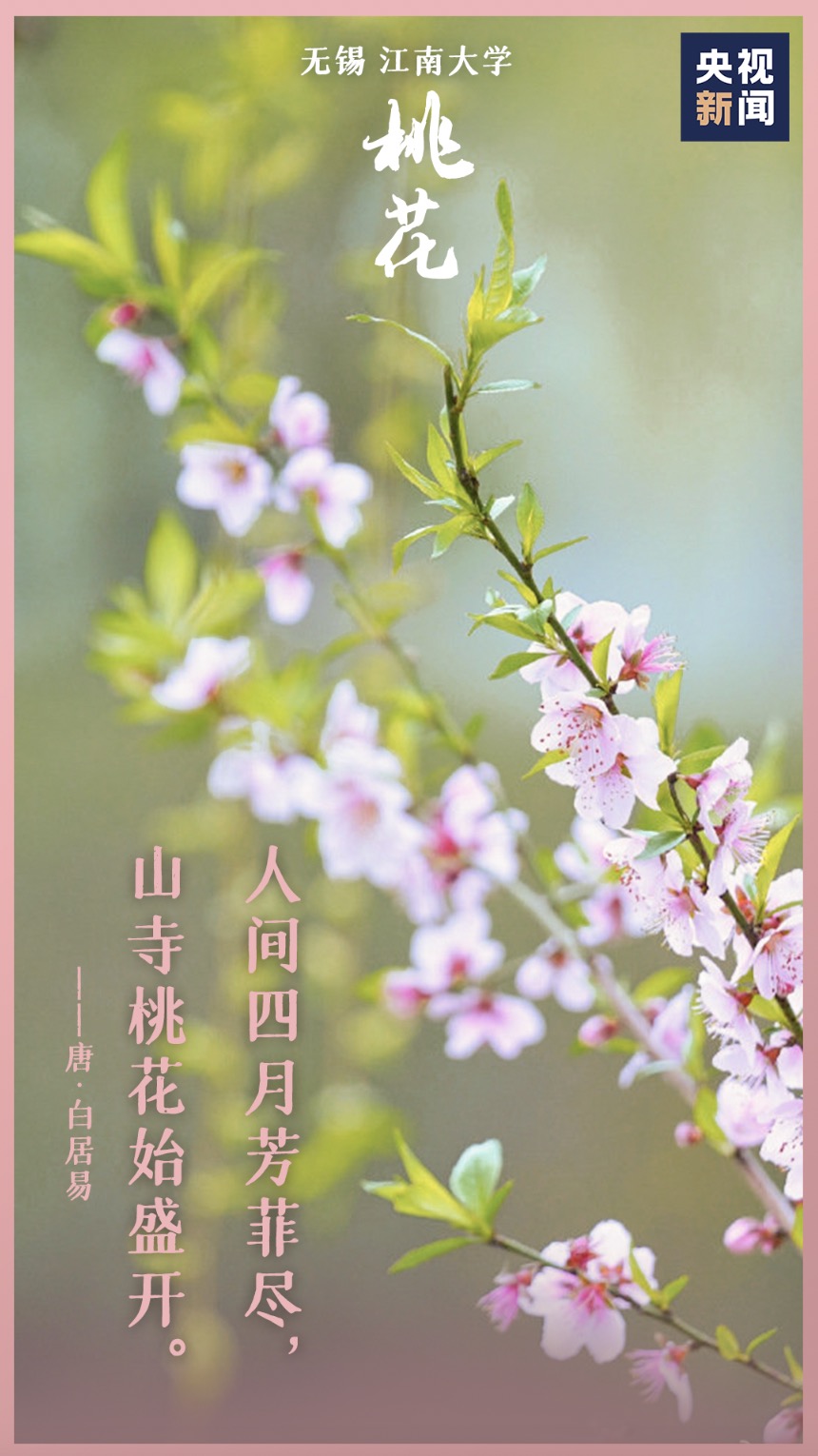 左岸春风一语断蓝，金桂飘香的美好时光