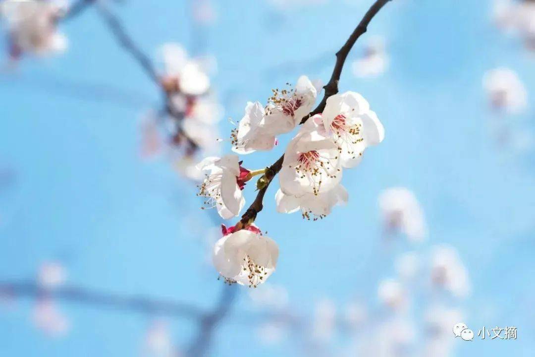 左岸春风一语断蓝，今日风采网之魅力无限