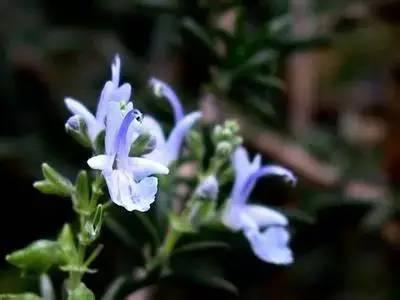 揭秘33朵花的独特花语，绚烂多彩的情感表达