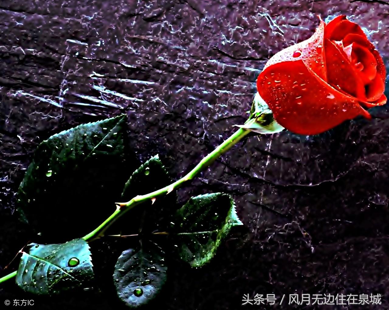 情深如海，探寻33朵红玫瑰花的寓意与情感表达